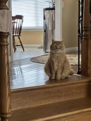 Lost Male Cat last seen Lucas st., Cerritos, CA 90703