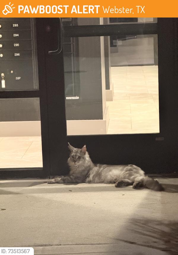 Found/Stray Unknown Cat last seen Near apmts, Webster, TX 77598