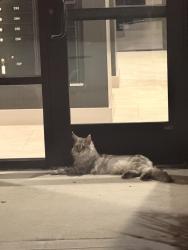Found/Stray Unknown Cat last seen Near apmts, Webster, TX 77598