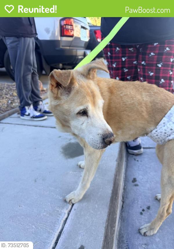 Reunited Unknown Dog last seen Pyle and pollock, Enterprise, NV 89183