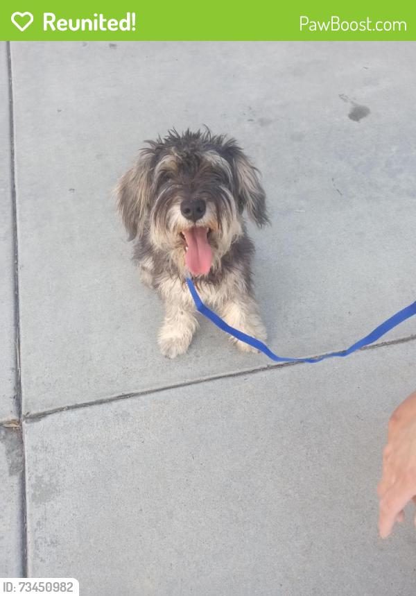Reunited Unknown Dog last seen Ave D and California by Dollar Tree, Yucaipa, CA 92399