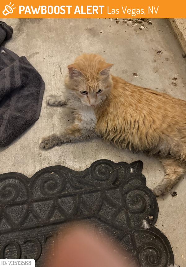 Found/Stray Unknown Cat last seen Ann and Dectir, Las Vegas, NV 89130