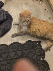 Found/Stray Unknown Cat last seen Ann and Dectir, Las Vegas, NV 89130