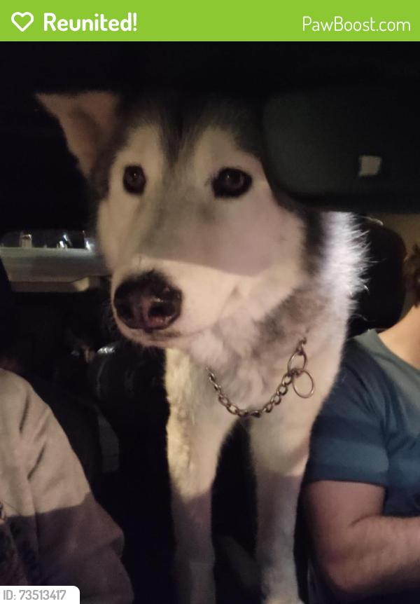 Reunited Male Dog last seen White Mountain Blvd and Sierra Rd, Rock Springs, WY 82901