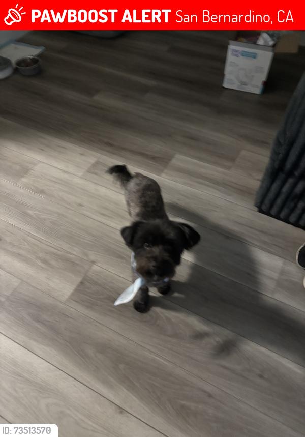 Lost Male Dog last seen E 13th st and sepulvda ave, San Bernardino, CA 92404