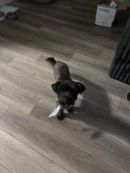 Lost Male Dog last seen E 13th st and sepulvda ave, San Bernardino, CA 92404