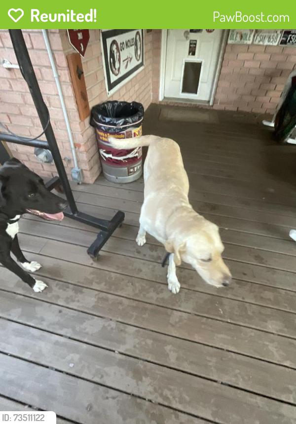Reunited Male Dog last seen Pine Forest Rd, Cantonment, FL 32533
