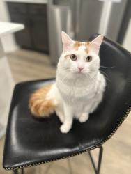 Reunited Male Cat last seen Stonehaven community, Caddo Mills, TX 75135