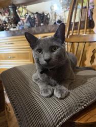 Found/Stray Male Cat last seen Near Rand Rd, the mobile home community. Found near the laundry/mail center., Des Plaines, IL 60016