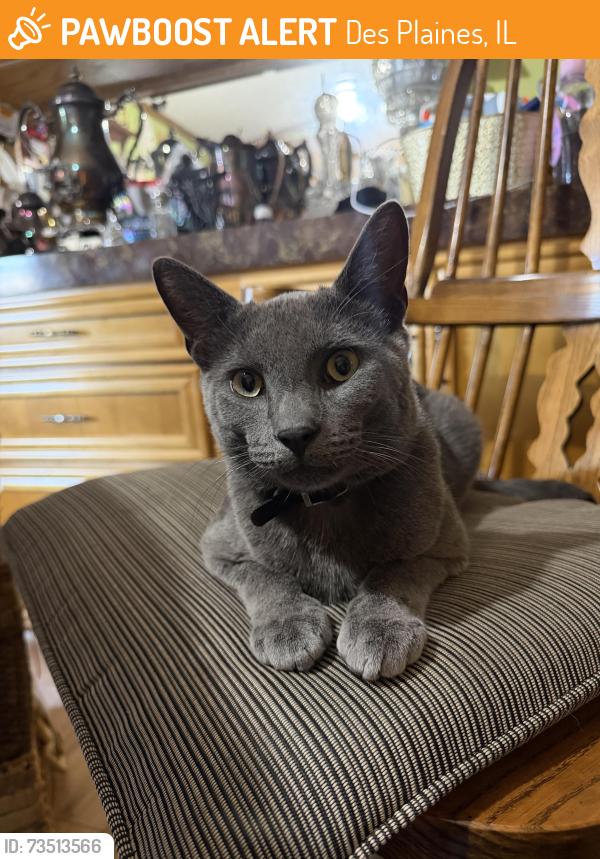 Found/Stray Male Cat last seen Near Rand Rd, the mobile home community. Found near the laundry/mail center., Des Plaines, IL 60016