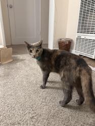 Reunited Female Cat last seen Cowley Way and Dakota Dr,. San Diego 92117, San Diego, CA 92117