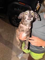 Found/Stray Female Dog last seen Monaco Subdivision, Laredo, TX 78045