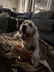 Found/Stray Male Dog last seen via malaga, San Clemente, CA 92673