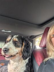 Reunited Male Dog last seen Townsend Park Murrysville Pa, Murrysville, PA 15668