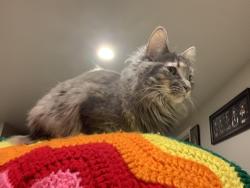 Lost Female Cat last seen Municipal Dr, Bonaventure Terrace, Telfair Dr, Ellis Ct, Alexandra Way, Greenville, WI 54942