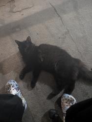 Found/Stray Unknown Cat last seen Near west ocean view, Norfolk, VA 23503