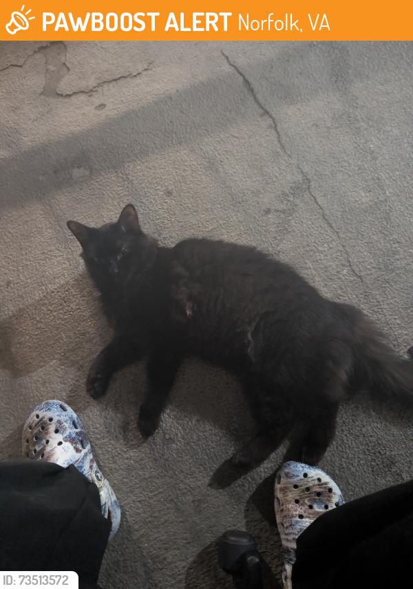 Found/Stray Unknown Cat last seen Near west ocean view, Norfolk, VA 23503