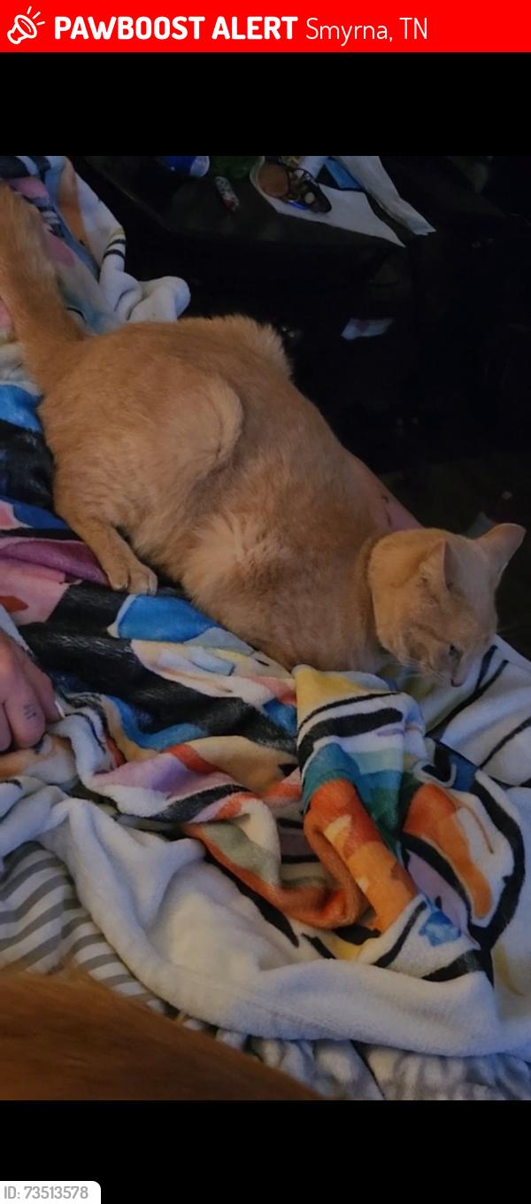 Lost Male Cat last seen Burton Farms, Smyrna, TN 37167