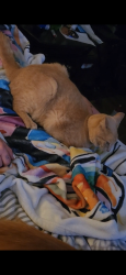 Lost Male Cat last seen Burton Farms, Smyrna, TN 37167