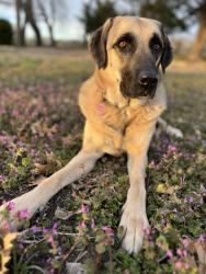 Lost Female Dog last seen Wilmeth & 75, McKinney, TX 75070