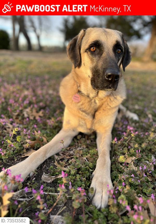 Lost Female Dog last seen Wilmeth & 75, McKinney, TX 75070