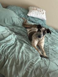 Lost Female Dog last seen Pueblo West High School area, Pueblo West, CO 81007