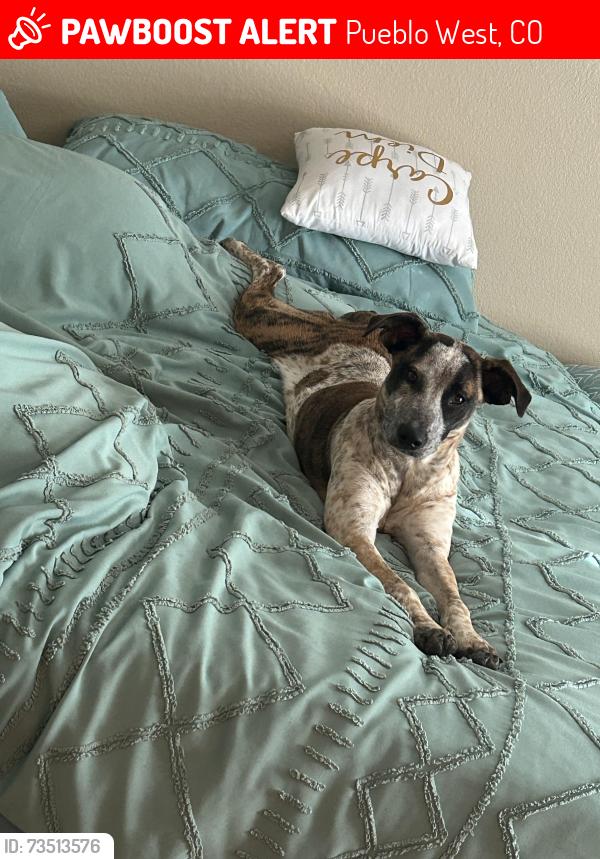 Lost Female Dog last seen Pueblo West High School area, Pueblo West, CO 81007