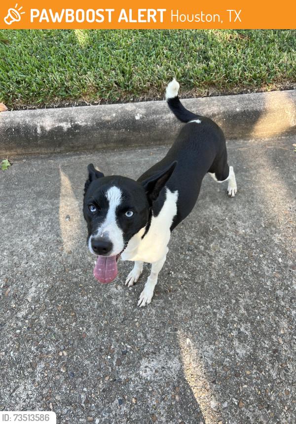 Found/Stray Female Dog last seen Willowend and Willowron, Houston, TX 77024