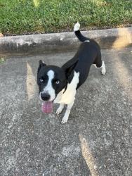 Found/Stray Female Dog last seen Willowend and Willowron, Houston, TX 77024
