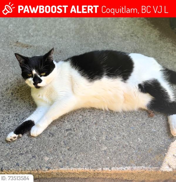 Lost Female Cat last seen Chapman Ave and Bole Ct, Coquitlam, BC V3J 7L5