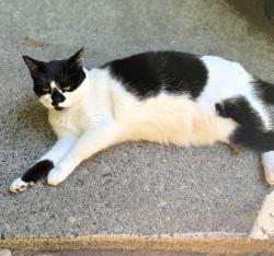 Lost Female Cat last seen Chapman Ave and Bole Ct, Coquitlam, BC V3J 7L5