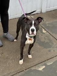 Shelter Stray Male Dog last seen Near BLOCK AUTUMN WAY, 3528 Newburg Rd, Louisville, KY 40218, USA
