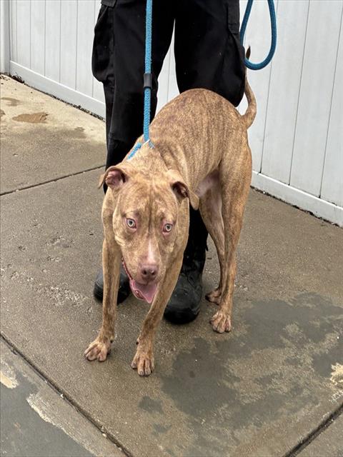 Shelter Stray Male Dog last seen Near BLOCK CEDARDALE RD, 3528 Newburg Rd, Louisville, KY 40218, USA
