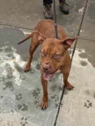 Shelter Stray Female Dog last seen Near BLOCK CEDARDALE RD, 3528 Newburg Rd, Louisville, KY 40218, USA