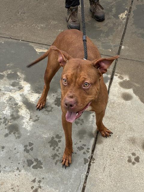 Shelter Stray Female Dog last seen Near BLOCK CEDARDALE RD, 3528 Newburg Rd, Louisville, KY 40218, USA
