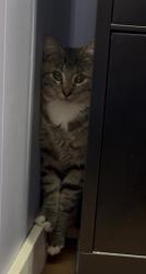 Found/Stray Unknown Cat last seen Route 85, Raymond, ME 04071