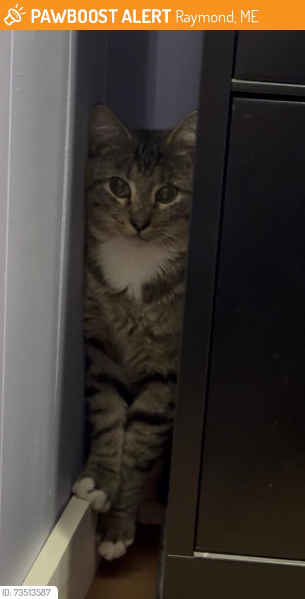 Found/Stray Unknown Cat last seen Route 85, Raymond, ME 04071