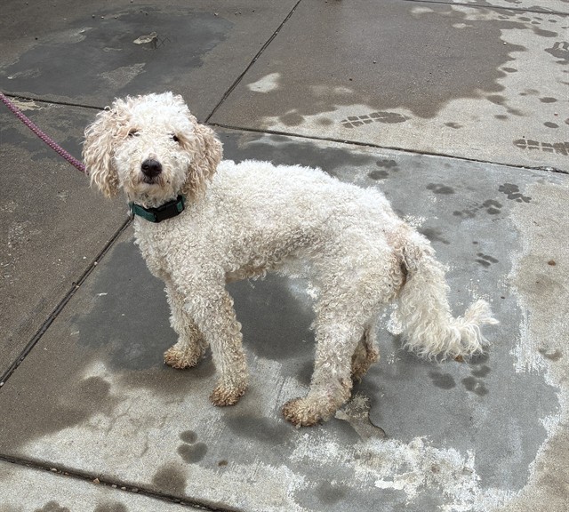 Shelter Stray Female Dog last seen Near BLOCK MANSLICK RD, 3528 Newburg Rd, Louisville, KY 40218, USA