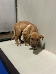 Shelter Stray Male Dog last seen Near BLOCK MAGNOLIA AVE, WASCO CA 93280, 3951 Fruitvale Ave, Bakersfield, CA 93308, USA