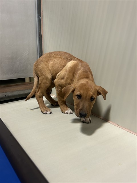 Shelter Stray Male Dog last seen Near BLOCK MAGNOLIA AVE, WASCO CA 93280, 3951 Fruitvale Ave, Bakersfield, CA 93308, USA