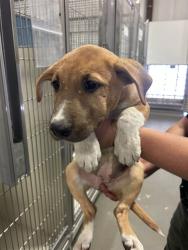 Shelter Stray Female Dog last seen Near BLOCK MAGNOLIA AVE, WASCO CA 93280, 3951 Fruitvale Ave, Bakersfield, CA 93308, USA