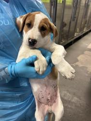 Shelter Stray Male Dog last seen Near BLOCK MAGNOLIA AVE, WASCO CA 93280, 3951 Fruitvale Ave, Bakersfield, CA 93308, USA