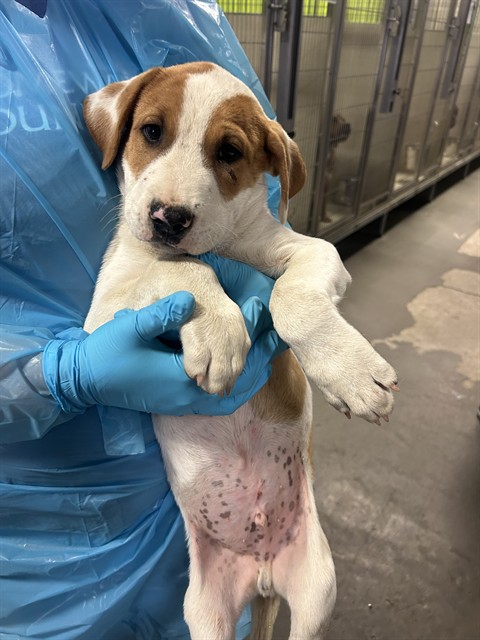 Shelter Stray Male Dog last seen Near BLOCK MAGNOLIA AVE, WASCO CA 93280, 3951 Fruitvale Ave, Bakersfield, CA 93308, USA