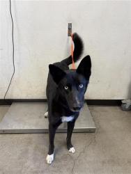 Shelter Stray Female Dog last seen Near BLOCK E KINGS CANYON RD, FRESNO CA 93727 4641, 5277 E Airways Blvd, Fresno, CA 93727, USA