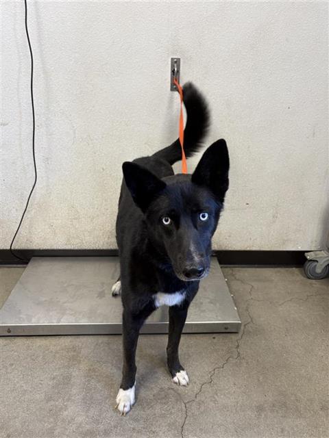 Shelter Stray Female Dog last seen Near BLOCK E KINGS CANYON RD, FRESNO CA 93727 4641, 5277 E Airways Blvd, Fresno, CA 93727, USA