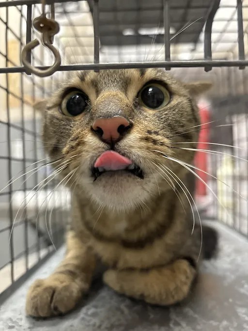 Shelter Stray Female Cat last seen Near BLK S MARTIN L KING BLVD, LAS VEGAS NV 89106, 655 N Mojave Rd, Las Vegas, NV 89101, USA