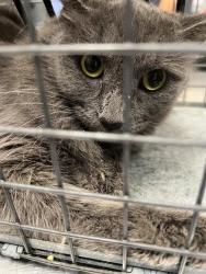 Shelter Stray Female Cat last seen Near BLK OF HARRISON DR, 655 N Mojave Rd, Las Vegas, NV 89101, USA