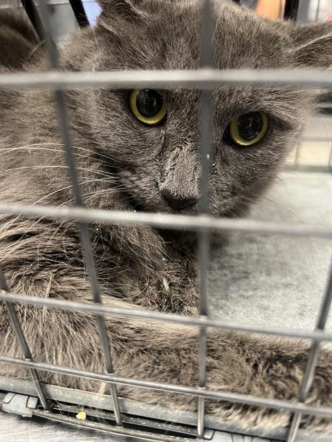 Shelter Stray Female Cat last seen Near BLK OF HARRISON DR, 655 N Mojave Rd, Las Vegas, NV 89101, USA
