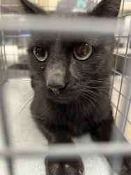 Shelter Stray Male Cat last seen Near BLK OF N LAMB, 655 N Mojave Rd, Las Vegas, NV 89101, USA
