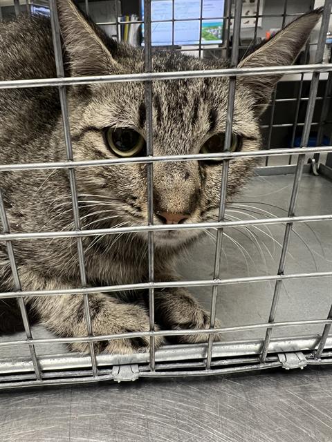 Shelter Stray Female Cat last seen Near BLK OF N LAMB, 655 N Mojave Rd, Las Vegas, NV 89101, USA